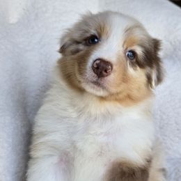 Girl 2 - Red merle female Australian Shepherd puppy in Silsbee, Texas from Work 'n' Ranch Aussies LLC