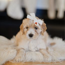 Holly - Cream female Goldendoodle puppy in Pasco, Washington from Sunset Grove