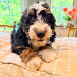 Louis - Tri-color male Bernedoodle puppy in Sherman, Illinois from Shirl Doodle Life