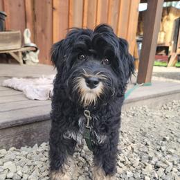 Country Morning Cruise - Black male Australian Labradoodle puppy in Aumsville, Oregon from Country Morning Labradoodles