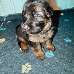 Paisley - Black and red female German Shepherd puppy in Canterbury, New Hampshire from De La Paz German Shepherds