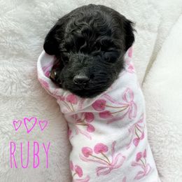 Ruby - Phantom female Goldendoodle puppy in Warrensburg, Missouri from Supreme Doodles