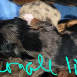 Dapple female long hair - Dapple female Dachshund puppy in Fulton, Missouri from New Hope Dachshund Puppies