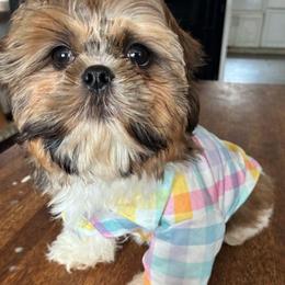 Boy 1 - Tricolor male Shih Tzu puppy in Stroudsburg, Pennsylvania from Puppyville Pa Shih Tzu & frenchies