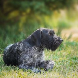 German Wirehaired Pointer All Grown Up from WyoWires German Wirehaired Pointers