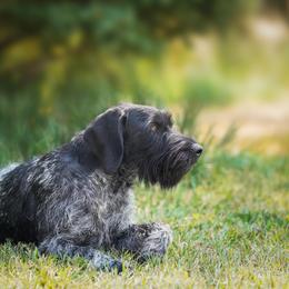 German Wirehaired Pointer All Grown Up from WyoWires German Wirehaired Pointers