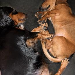 Dachshunds from Hayden’s Darling Doxies