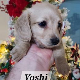 Yoshi - Cream male Dachshund puppy in Bedias, Texas from Faith & Grace Doxies
