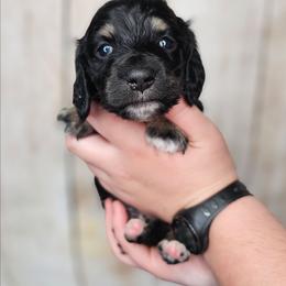 OG1-2 (Orange collar) - Black and cream male Dachshund puppy in Martin City, Montana from FleuryDachs