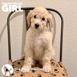 Poodle Puppies from The Rad Poodles