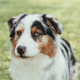 Ellie - Australian Shepherd