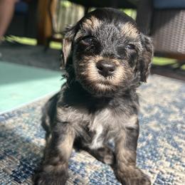 Yorkipoo Puppies from Bayless Yorkiepoos