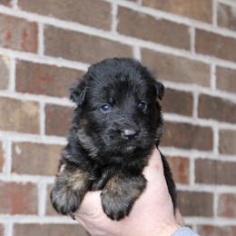 Boy 5 - Black and red male German Shepherd puppy in Mount Vernon, Missouri from German Haus German Shepherds LLC