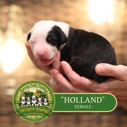 Girl 1 - female Old English Sheepdog puppy in Cleveland, Tennessee from Narrow Path Old English & Sheepadoodles