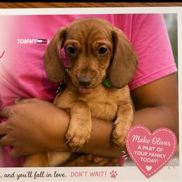 Oliver - Red male Dachshund puppy in New York, New York from Sausagedog-NYC