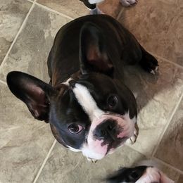 Toby - Boston Terrier
