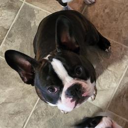 Toby - Boston Terrier