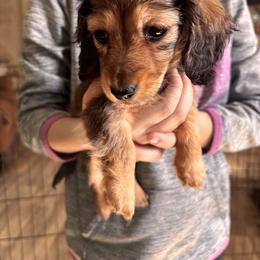 KitKat - Cream female Dachshund puppy in Huntingdon, Pennsylvania from Indian Creek Springers and Doxies