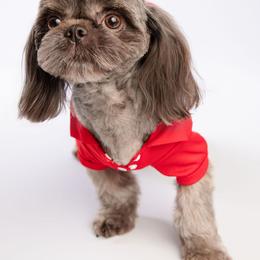 Melo - Shih Tzu