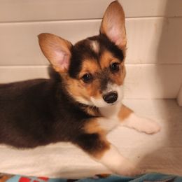 Leia - Black and tan Pembroke Welsh Corgi puppy in Wichita, Kansas from Low Rider Ranch