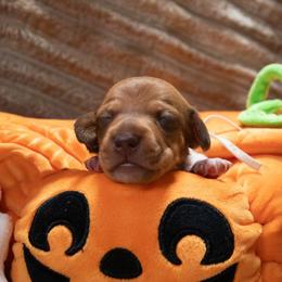 White Collar - Red female Dachshund puppy in Belfair, Washington from Devoted Doxies, Lorraine’s Yorkies
