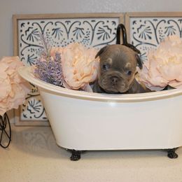 French Bulldog Puppies from Spoiled Frenchies