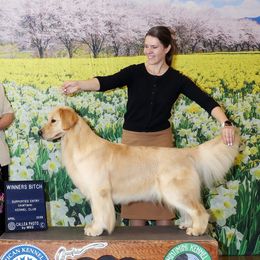 Golden Retrievers from Lone Rock Goldens
