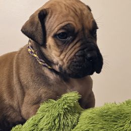 Yellow purple - Reddish brown Boerboel puppy in Naples, New York from Freedom Boerboels LLC
