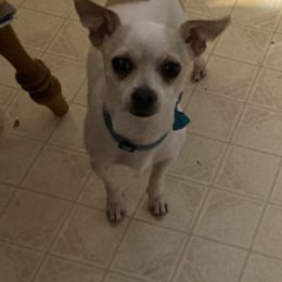 Chihuahuas from Lazy Daisy Farm
