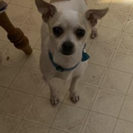 Chihuahuas from Lazy Daisy Farm