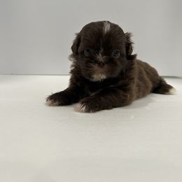 Shih Tzu Puppies from Moore Shih Tzus
