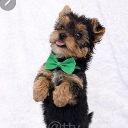 Rip - Black and gold male Yorkshire Terrier puppy in Salem, Missouri from Tiny Tot Yorkies