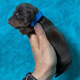 Tanner - Chocolate and tan male Dachshund puppy in Lincoln, Arkansas from Red Dirt Dachshunds