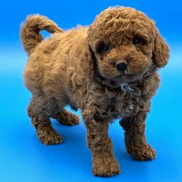 Goldendoodle, Shorkie, and Yorkshire Terrier Puppies from Jenny La Bone