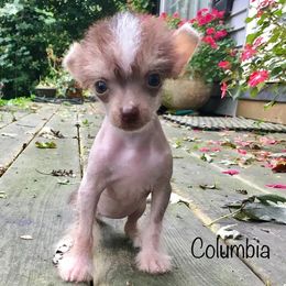 Chinese Crested Puppies from The Cranberry Dog