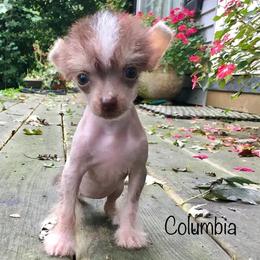 Chinese Crested Puppies from The Cranberry Dog