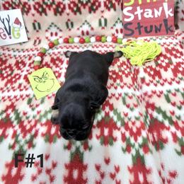 Princess 1 - Liver female French Bulldog puppy in Homestead, Florida from BackyardfinestBullys