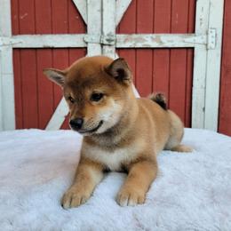 Milo - Red female Shiba Inu puppy in Sacramento, California from Shiba Inu of Matrix