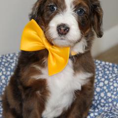 Australian Mountain Doodle, Australian Shepherd, Bernedoodle, Labradoodle, and Poodle Puppies from Island View Poodles & Doodles