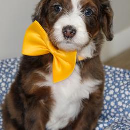 Australian Mountain Doodle, Australian Shepherd, Bernedoodle, Labradoodle, and Poodle Puppies from Island View Poodles & Doodles