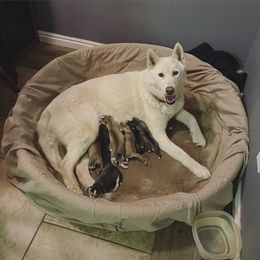 Siberian Husky Puppies from The Husky Barn