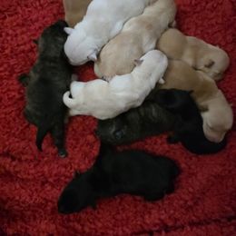 Wheaten male - Brown Collar - Wheaten male Scottish Terrier puppy in Eva, Alabama from Schulte's  Scottish Terriers