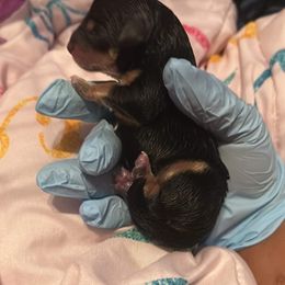 Boy 1 - Black and tan Yorkipoo puppy in Elizabeth City, North Carolina from Furry Friends