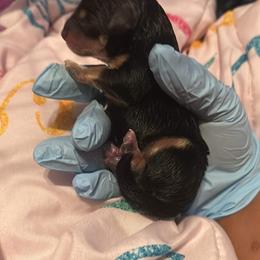 Boy 1 - Black and tan Yorkipoo puppy in Elizabeth City, North Carolina from Furry Friends
