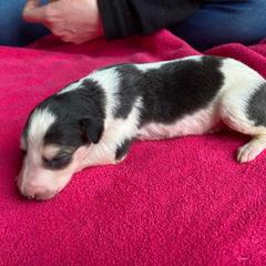 Parallax - Sable Borzoi puppy in Boring, Oregon from Saxafrax Borzoi