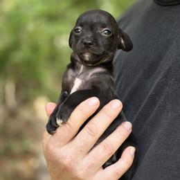Zeus - Black male Chihuahua puppy in East Camden, Arkansas from RoyAl