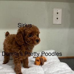 Sirius - Red  male Poodle puppy in Vilonia, Arkansas from Donna’s Pretty Poodles