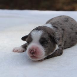 Sally - Blue merle female Miniature Australian Shepherd puppy in Bauxite, Arkansas from J & B Mini Aussies
