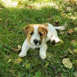 Russell Terriers from White River Kennel