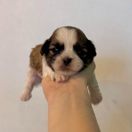 Dustin - Tricolor male Shih Tzu puppy in Stroud, Oklahoma from Laik’s Little Shihtz & Poms